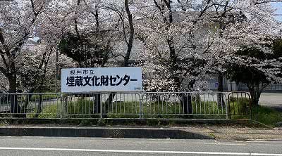 埋蔵文化センターの桜