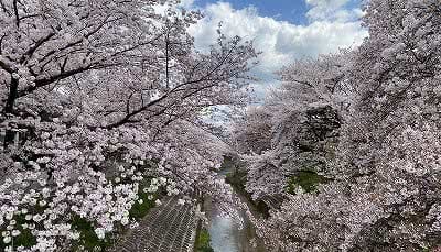 長谷川の桜